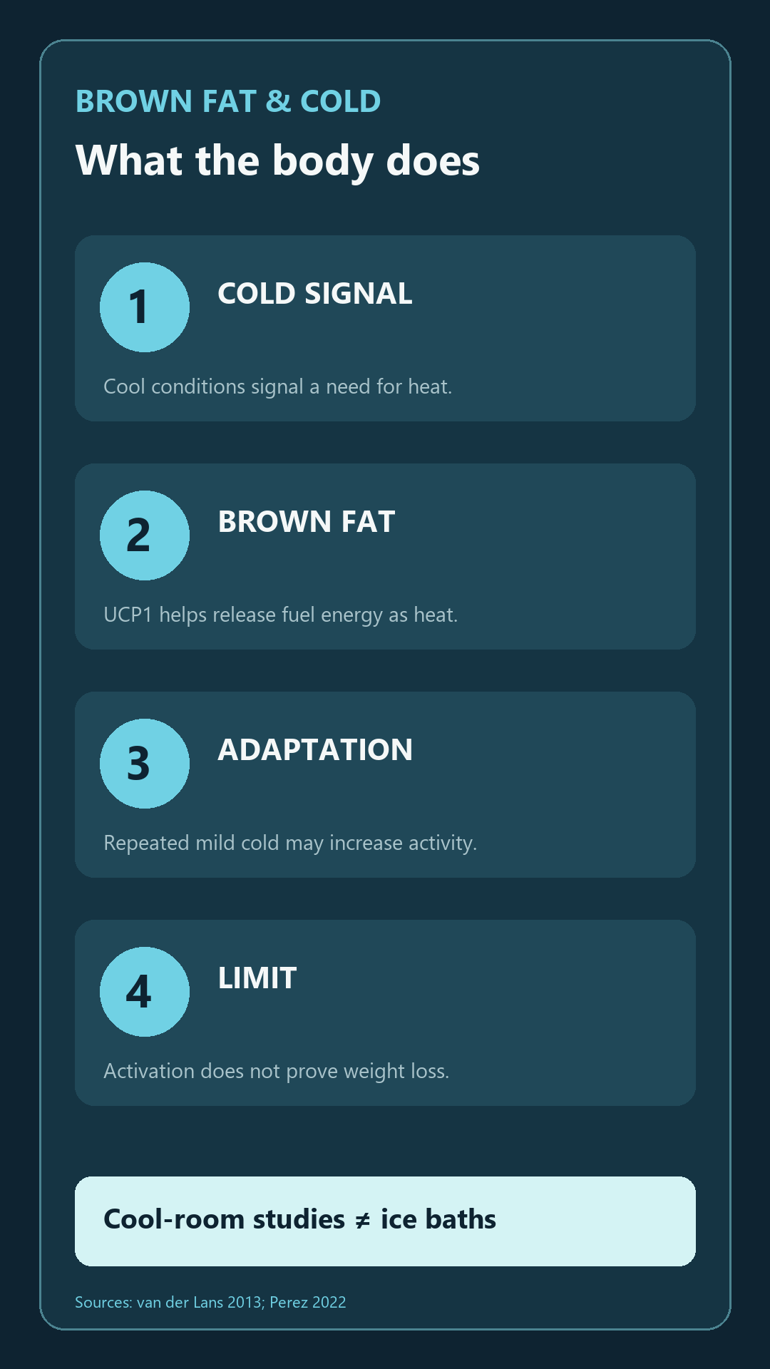 Four-step diagram showing cold signal, brown-fat heat production, adaptation, and weight-loss limits